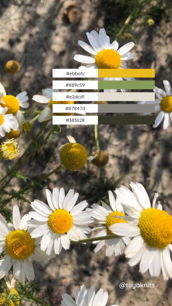 Image of white and yellow daisies including a color palette created based on the image providing color inspiration for knitwear designs.