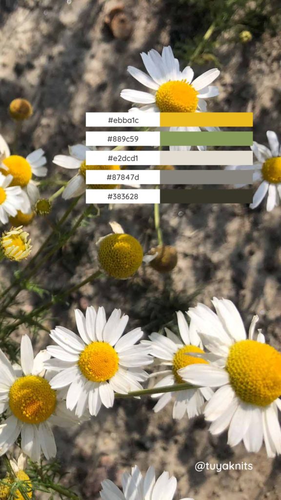 Kuvassa on valkokeltaisia päivänkakkaroita sekä kuvan värien pohjalta luotu väripaletti, joka toimii väri-inspiraationa neulesuunnittelua varten.